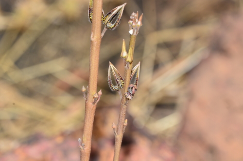 Ceropegia malwanensis