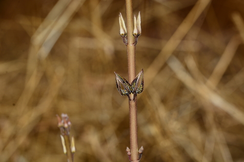 Ceropegia malwanensis