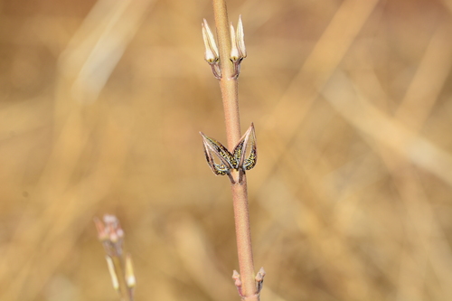 Ceropegia malwanensis