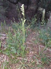Silene cirtensis image