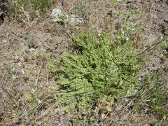 Horkelia clevelandii