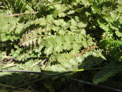 Horkelia clevelandii