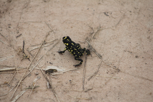 Klappenbach’s Red-bellied Toad, Melanophryniscus klappenbachi