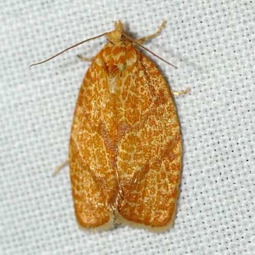 Four-lined Leafroller Moth photo 3