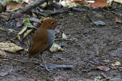 Grallaria rufocinerea
