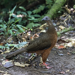 Chamaepetes goudotii