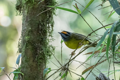 Myiothlypis coronata