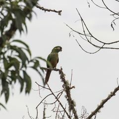 Leptosittaca branickii