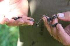 Anguilla dieffenbachii