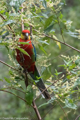 Platycercus icterotis