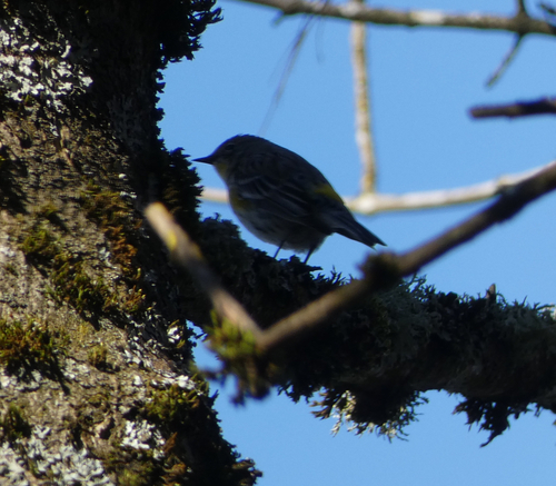 Audubon's Warbler photographed in Oregon