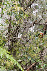 Trymalium odoratissimum