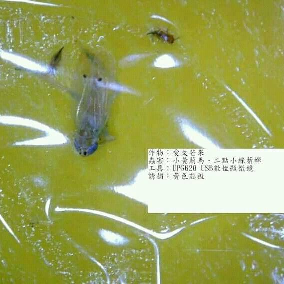 Amrasca biguttula