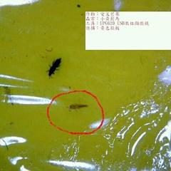 Scirtothrips dorsalis