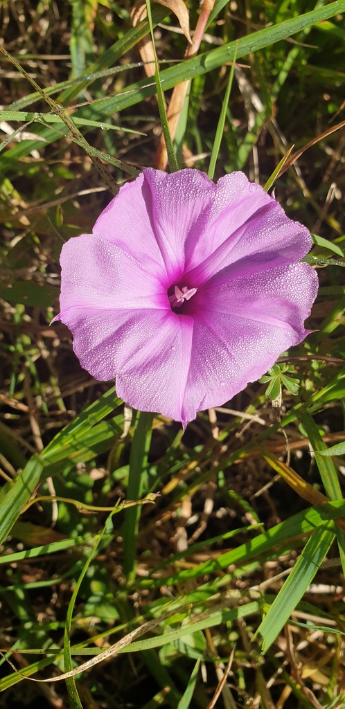 mile-a-minute-vine-in-june-2023-by-k1tt3n-inaturalist