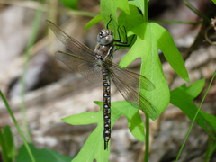 Rhionaeschna californica