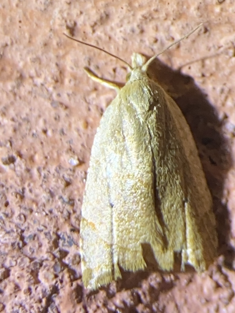 Batman Moth from SUNY College of Environmental Science and Forestry ...
