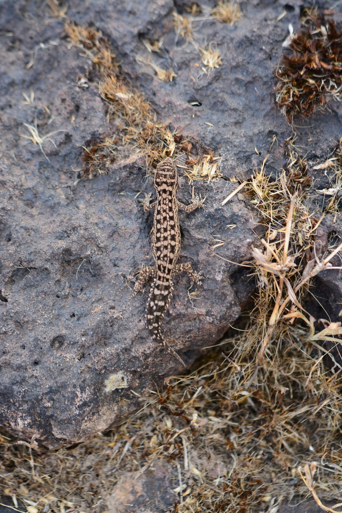 Satara Gecko
