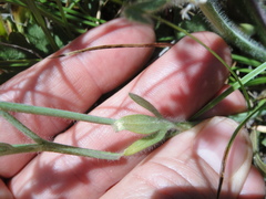 Ranunculus occidentalis occidentalis