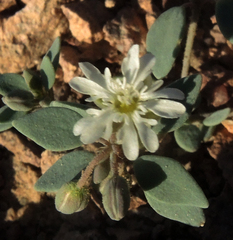 Drymaria holosteoides