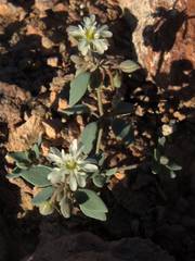 Drymaria holosteoides