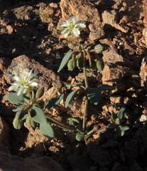 Drymaria holosteoides