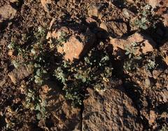 Drymaria holosteoides