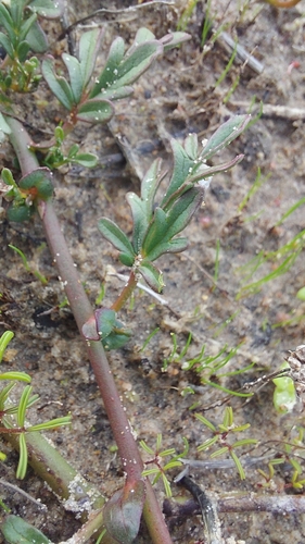 Image of Hermannia procumbens by (c) Jacques van der Merwe, some rights reserved (CC BY-SA)