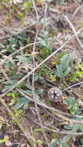 Image of Hermannia procumbens by (c) Jacques van der Merwe, some rights reserved (CC BY-SA)