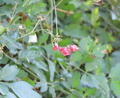 Serjania brachycarpa