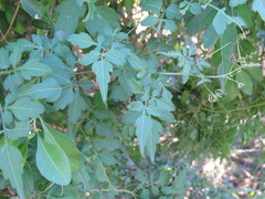 Serjania brachycarpa