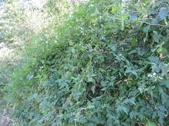 Serjania brachycarpa