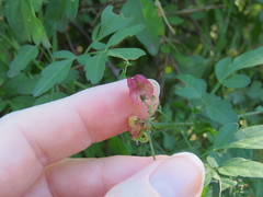 Serjania brachycarpa