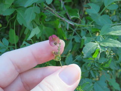 Serjania brachycarpa