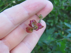 Serjania brachycarpa