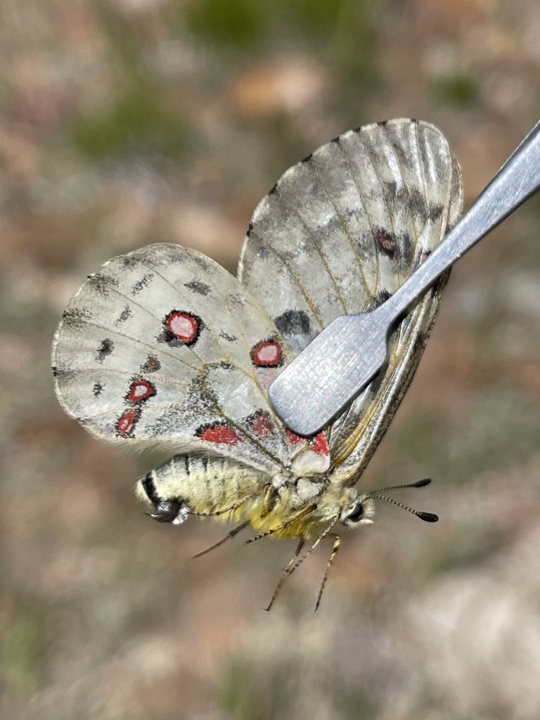Nevada Smintheus