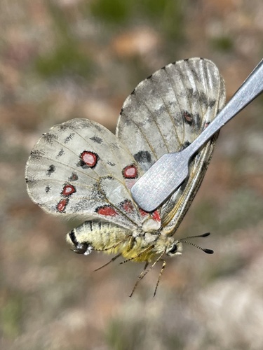 Nevada Smintheus