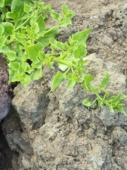 Patellifolia procumbens image