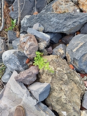 Patellifolia procumbens image