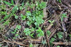 Hydrocotyle dissecta