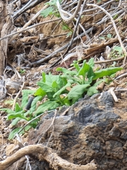 Tetragonia tetragonoides image