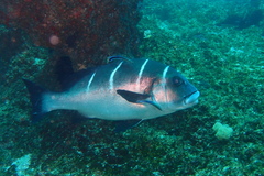 Plectorhinchus playfairi