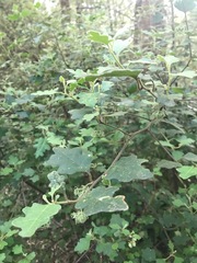 Chorilaena quercifolia