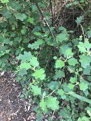 Chorilaena quercifolia