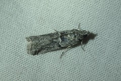 Quasisalebria admixta