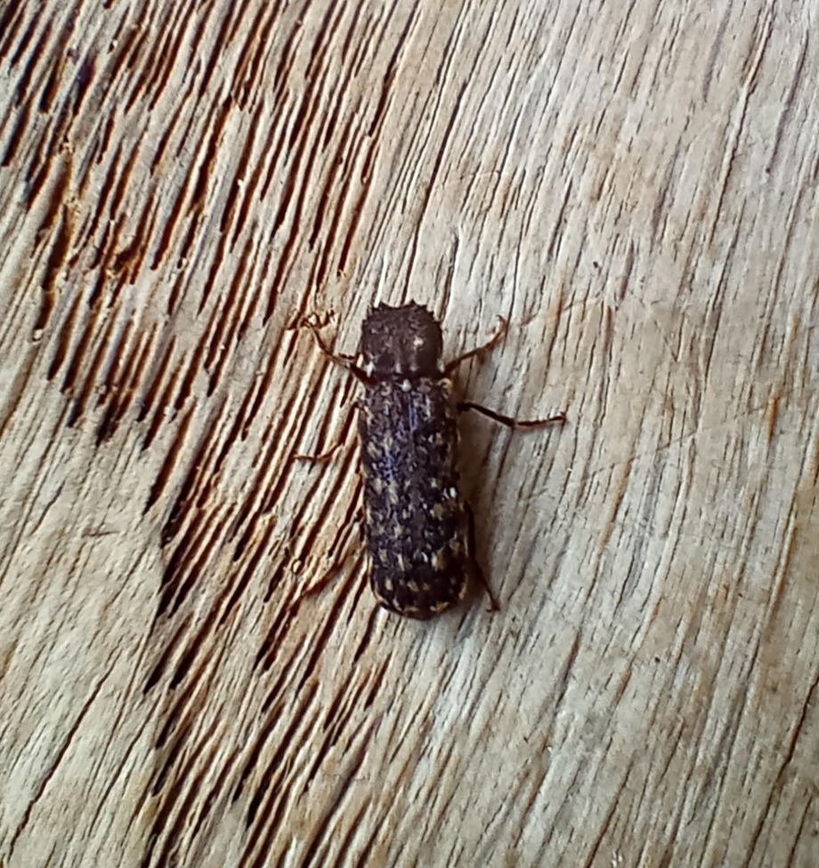 Lichenophanes varius