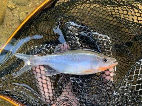 Banded predatory carp (Parazacco fasciatus) — Cyprinidae — 2
