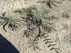 Astragalus insularis harwoodii