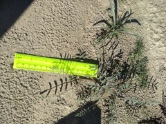 Astragalus insularis harwoodii