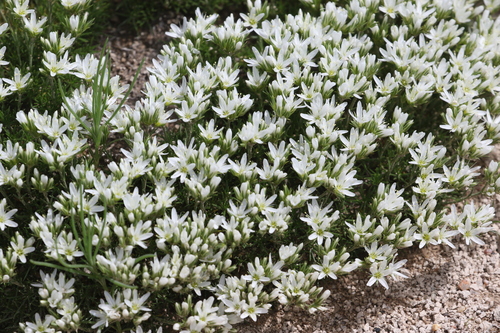 Image of Eremogone hookeri by (c) Brooke Smith, some rights reserved (CC BY)